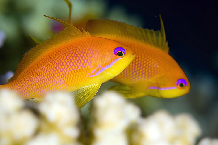 Pseudanthias marcia (Castagnola di Marcia)